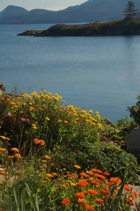 Flowers on East Sound